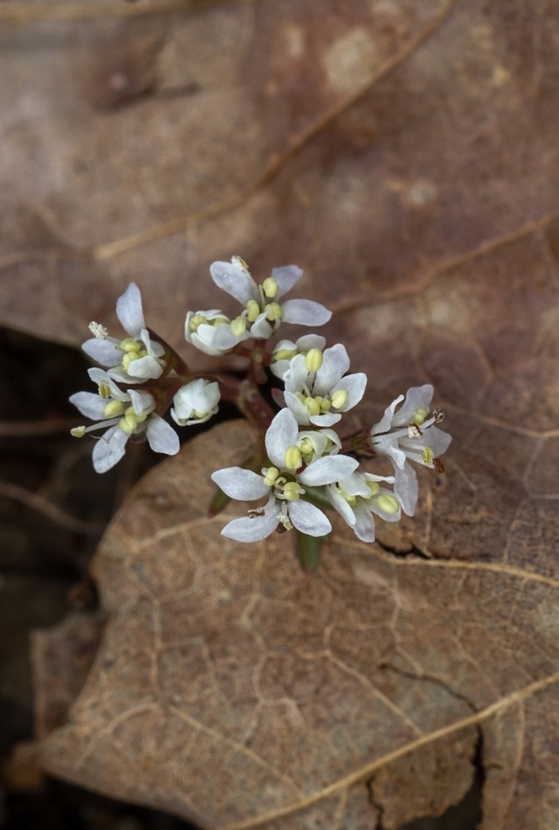 Harbinger Of Spring photo 2