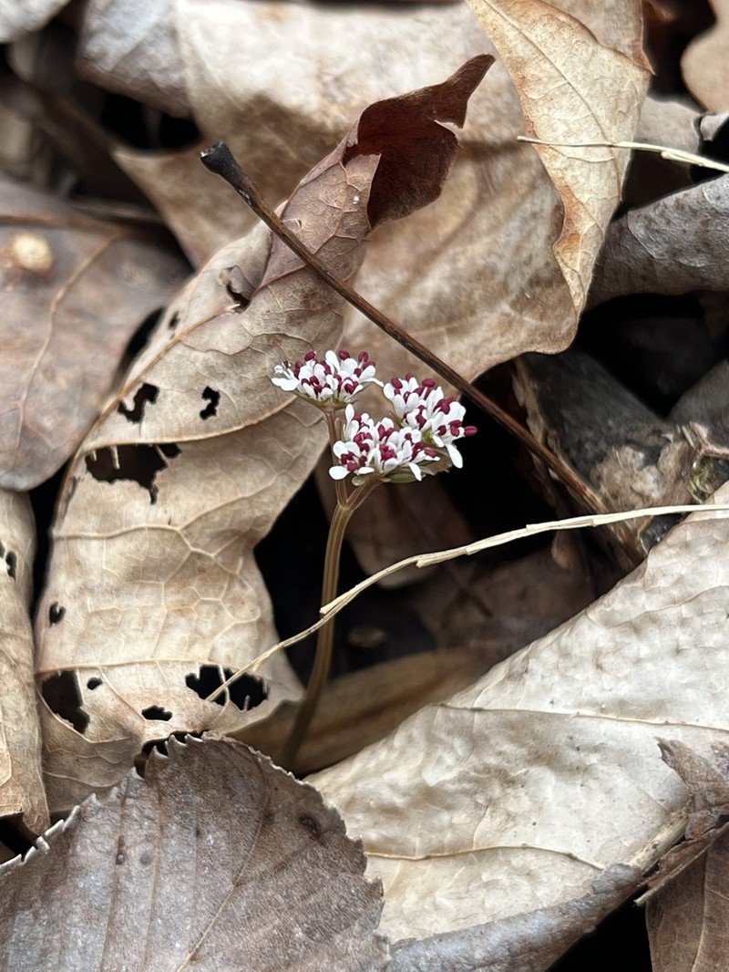 Harbinger Of Spring photo 3