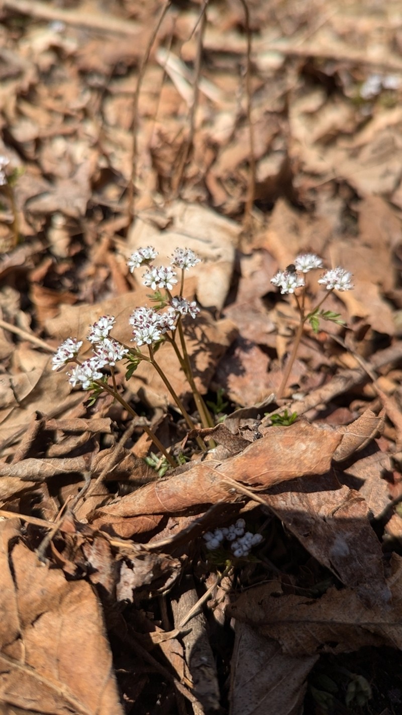 Harbinger Of Spring photo 4