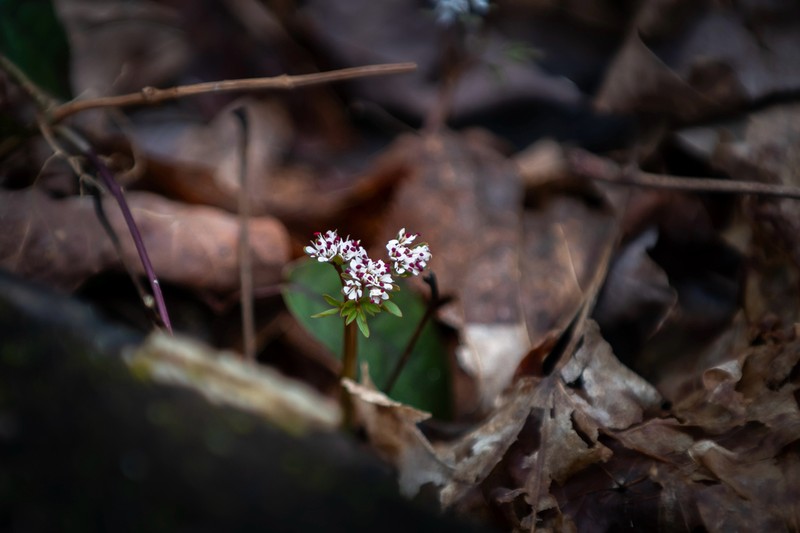 Harbinger Of Spring photo 5