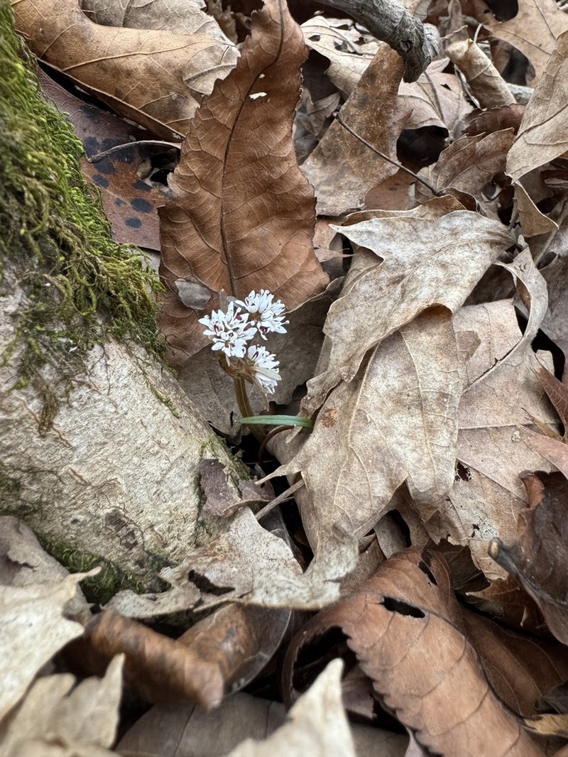 Harbinger Of Spring photo 6