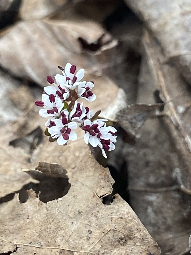 Harbinger Of Spring photo 7