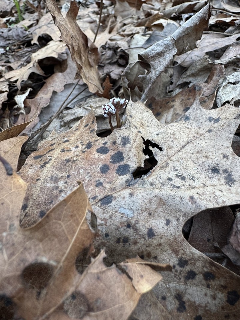 Harbinger Of Spring photo 8