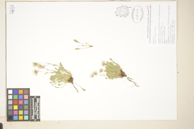Erigeron × arthurii photo 4