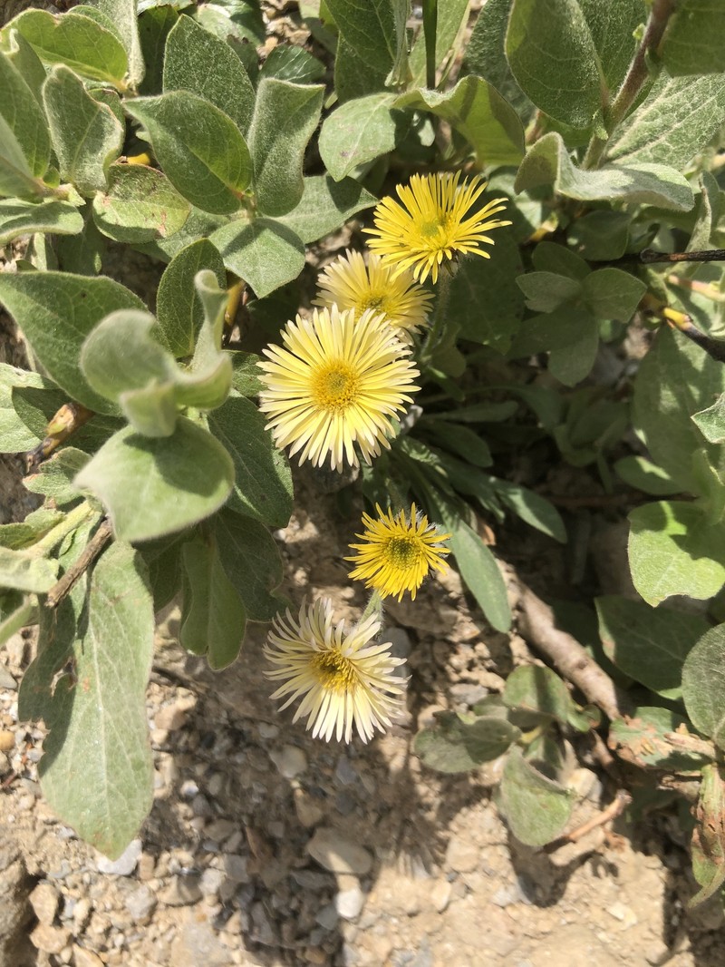 Fleabane
