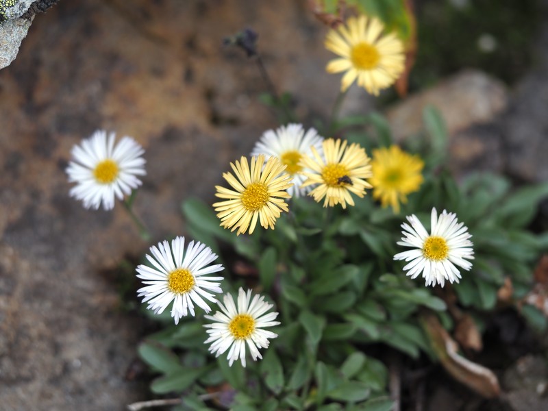 Fleabane photo 2
