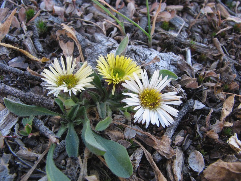 Fleabane photo 3