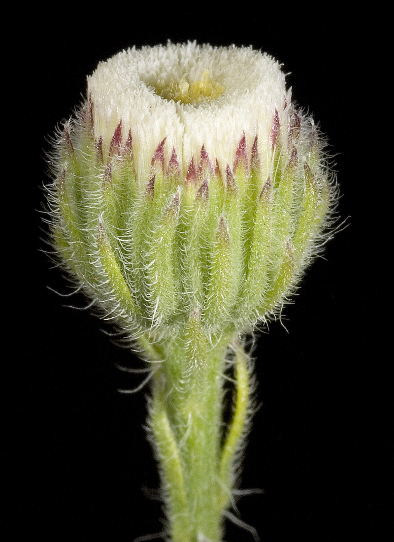 Fleabane photo 2