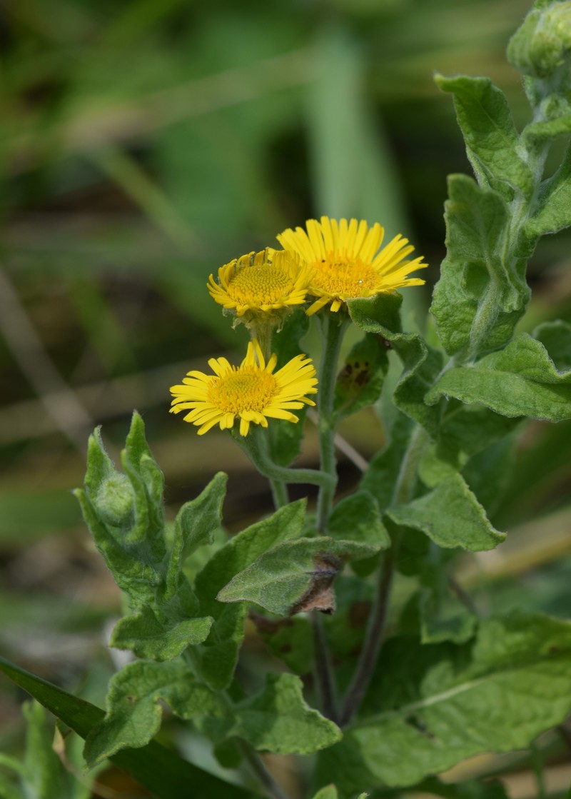 Fleabane photo 4