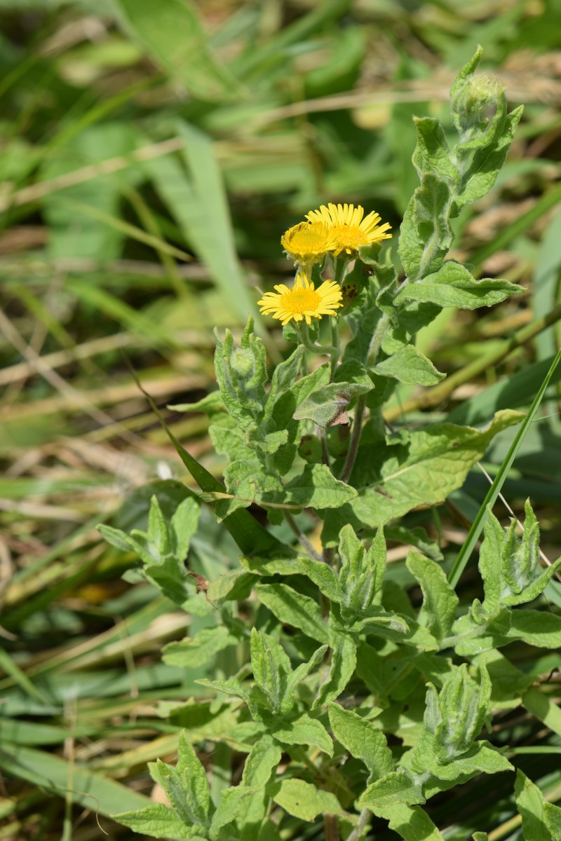 Fleabane photo 5