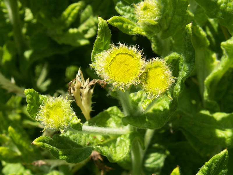 Fleabane photo 6