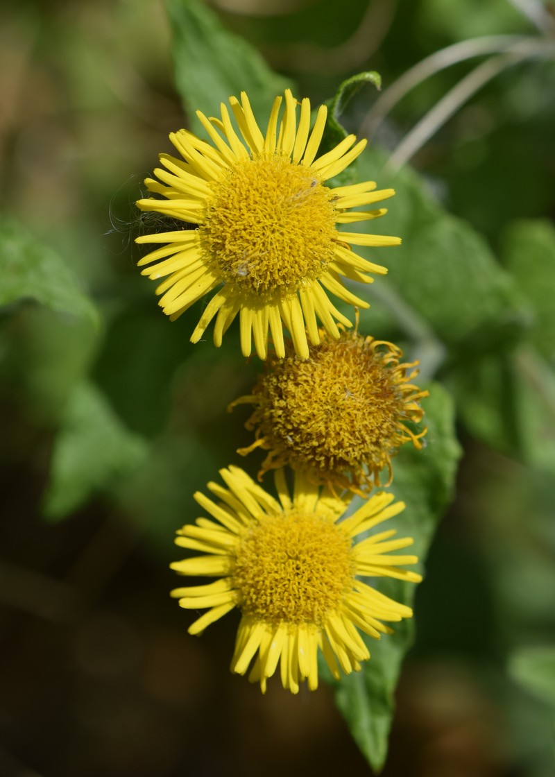 Fleabane photo 7