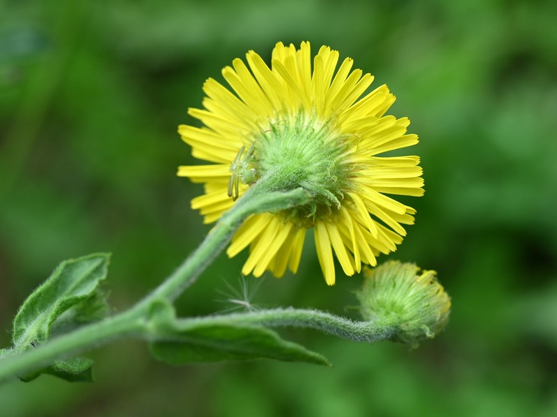 Fleabane photo 8