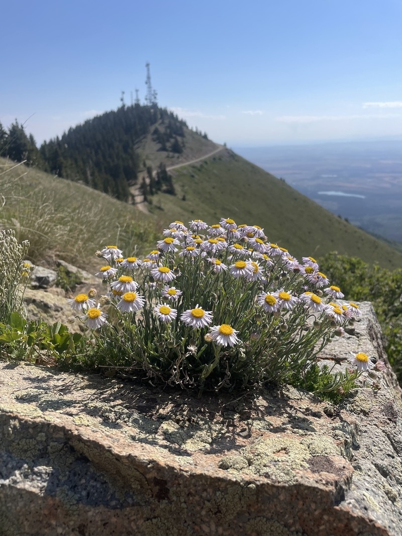 Abajo Fleabane photo 2