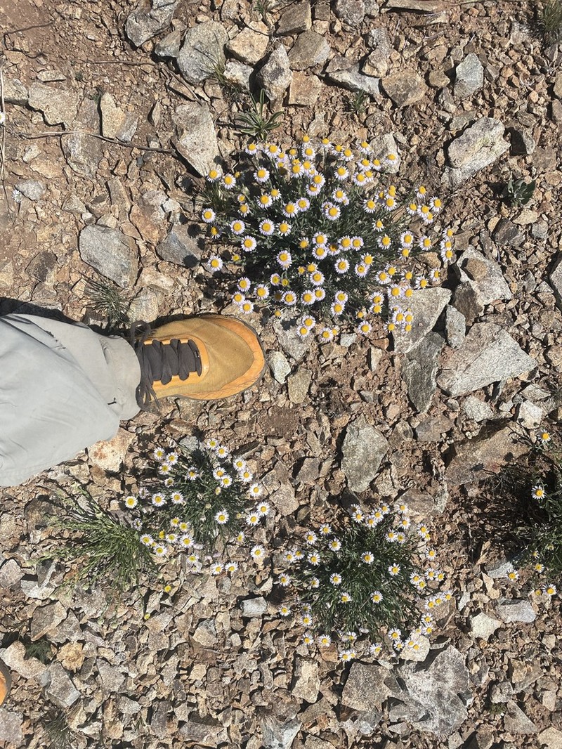 Abajo Fleabane photo 3