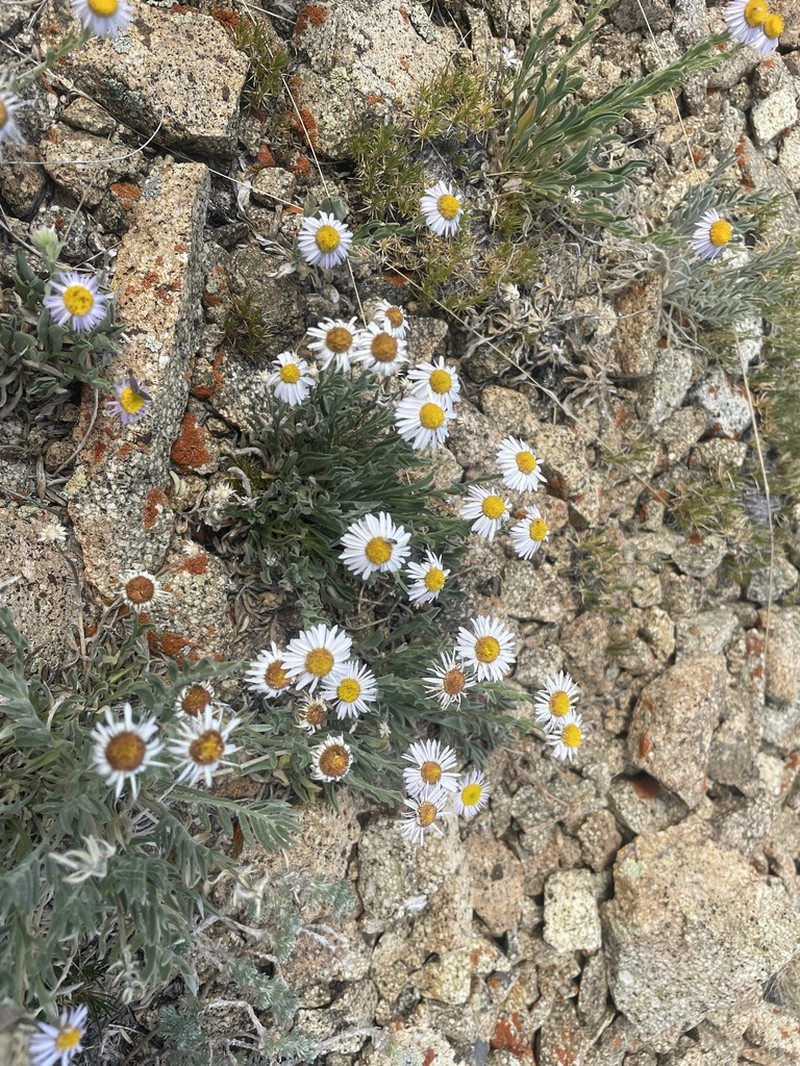 Abajo Fleabane photo 4
