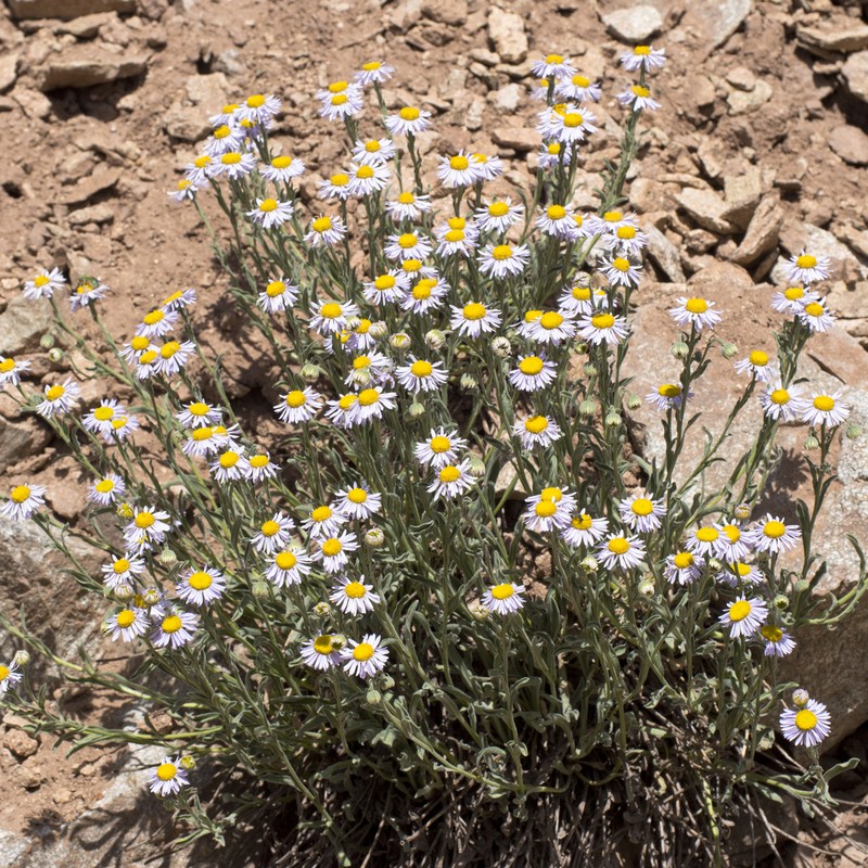 Abajo Fleabane photo 8