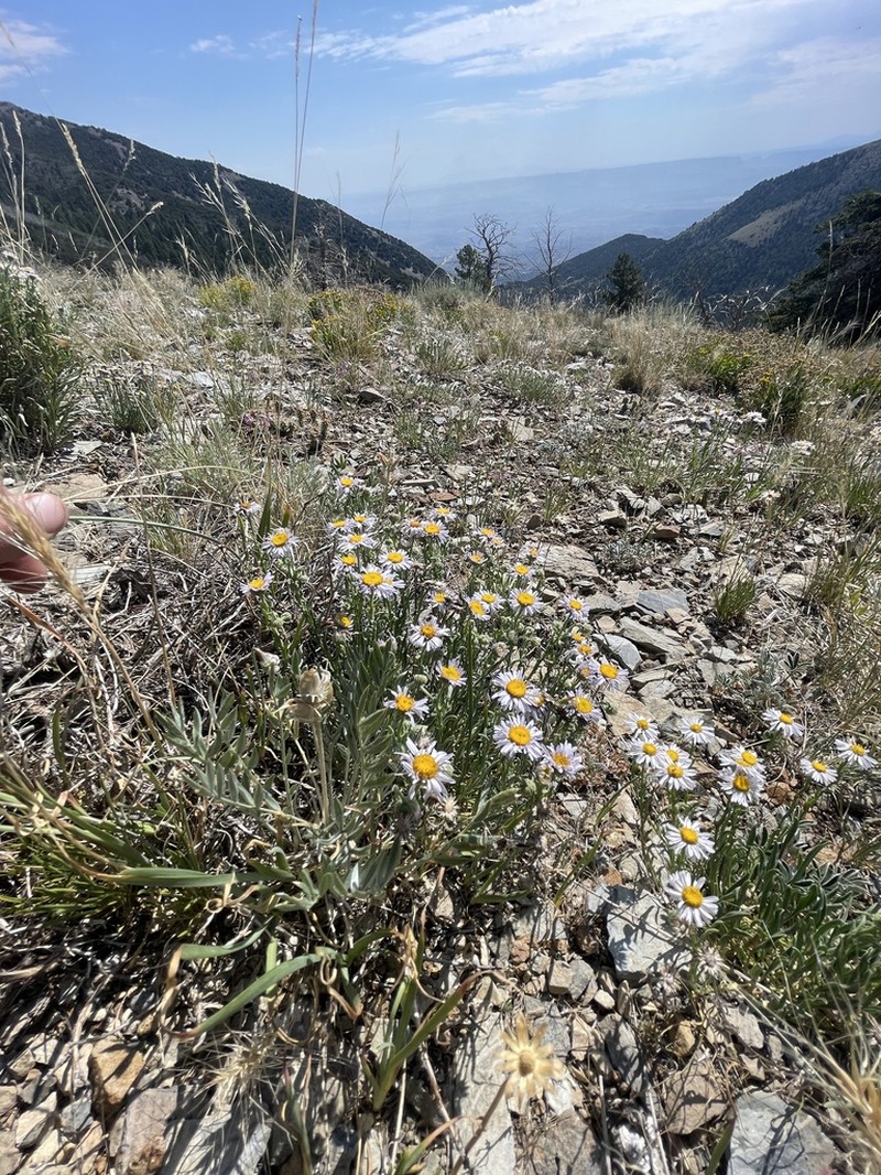 Awapa Fleabane photo 5