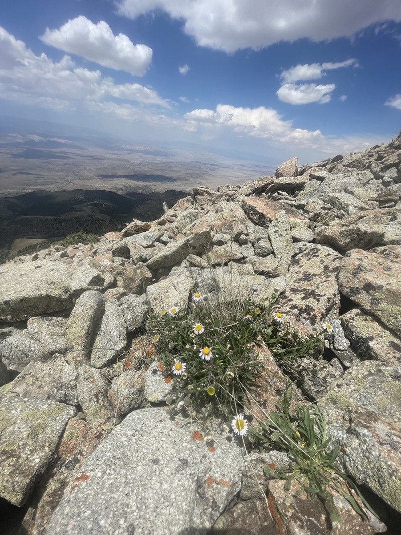 Awapa Fleabane photo 6