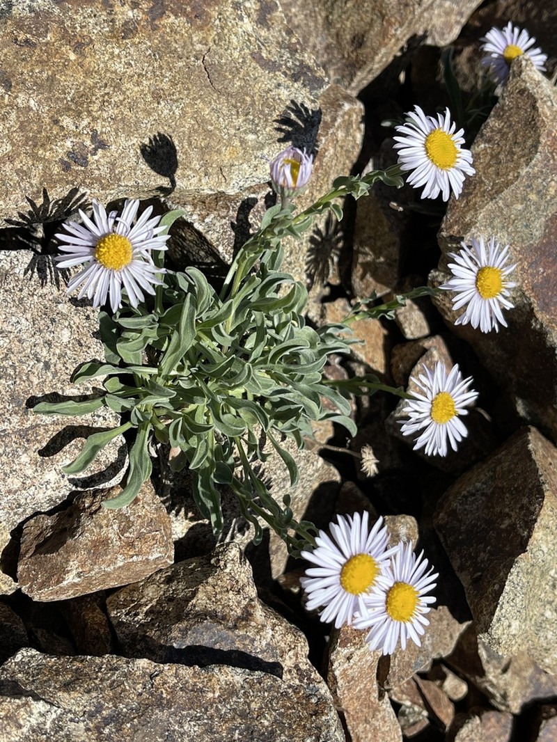 Awapa Fleabane photo 7