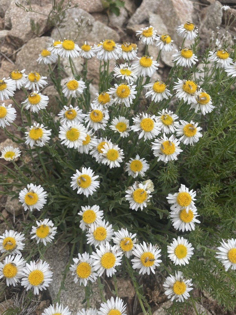 Abajo Fleabane