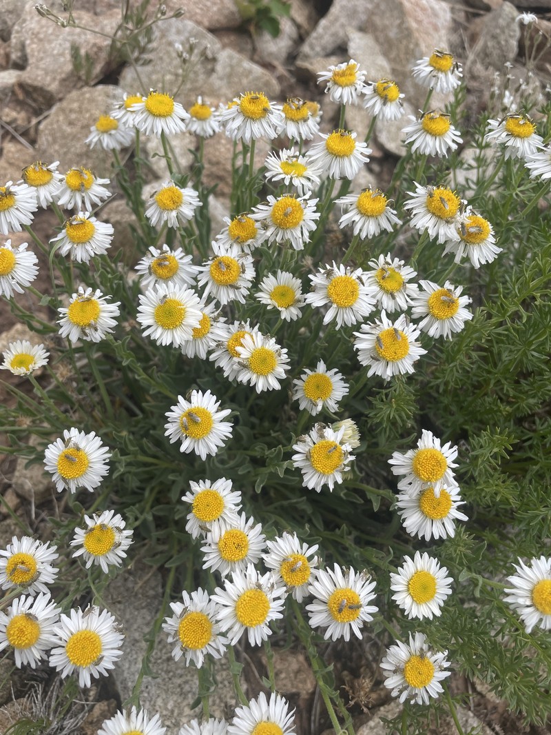 Abajo Fleabane photo 2