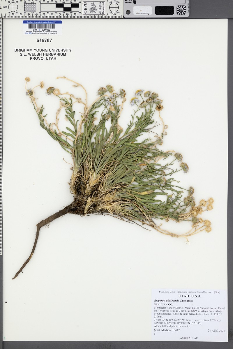 Awapa Fleabane photo 3