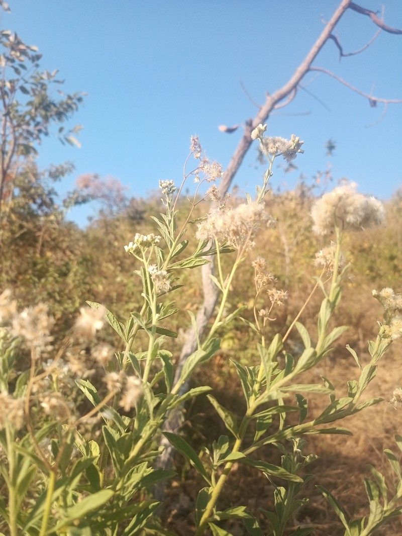 Erigeron abyssinicus photo 2