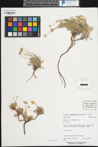 Bluewater Fleabane