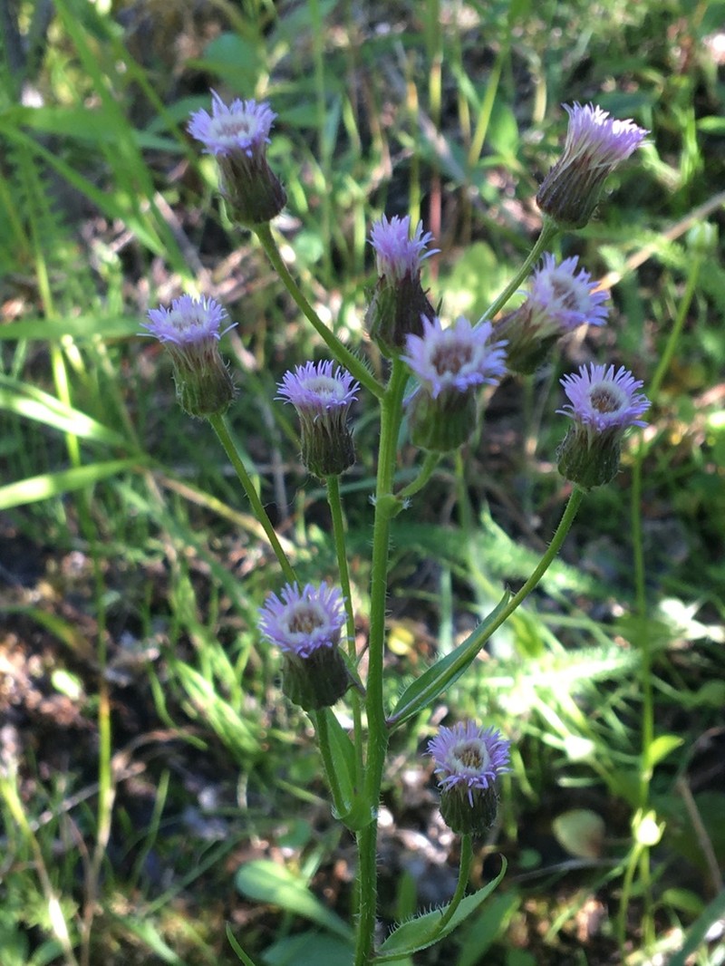 Bitter Fleabane