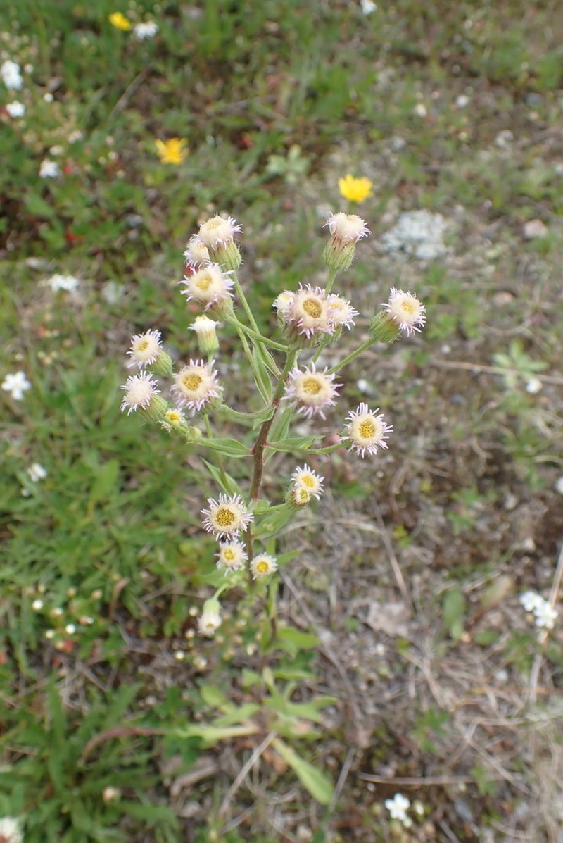 Bitter Fleabane photo 2
