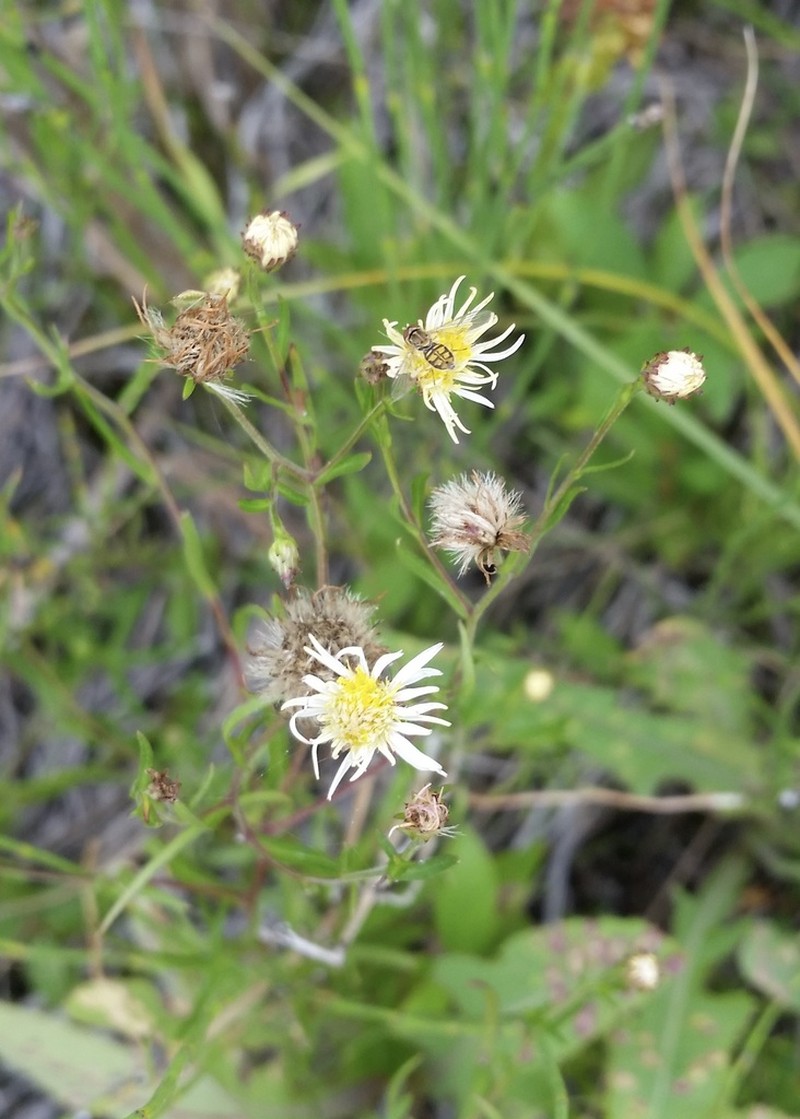 Bitter Fleabane photo 3