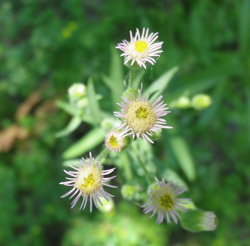 Bitter Fleabane photo 4