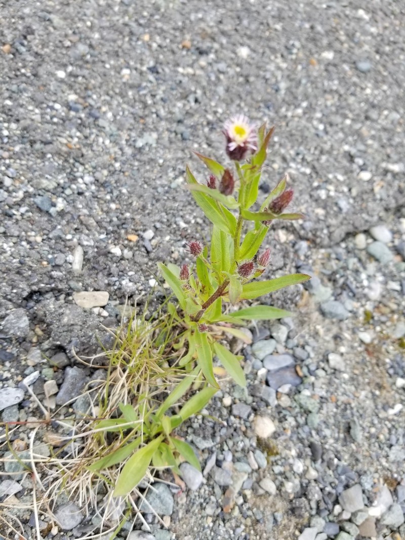 Bitter Fleabane photo 5