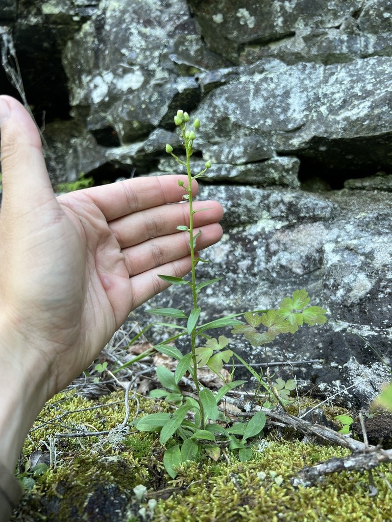Bitter Fleabane photo 6