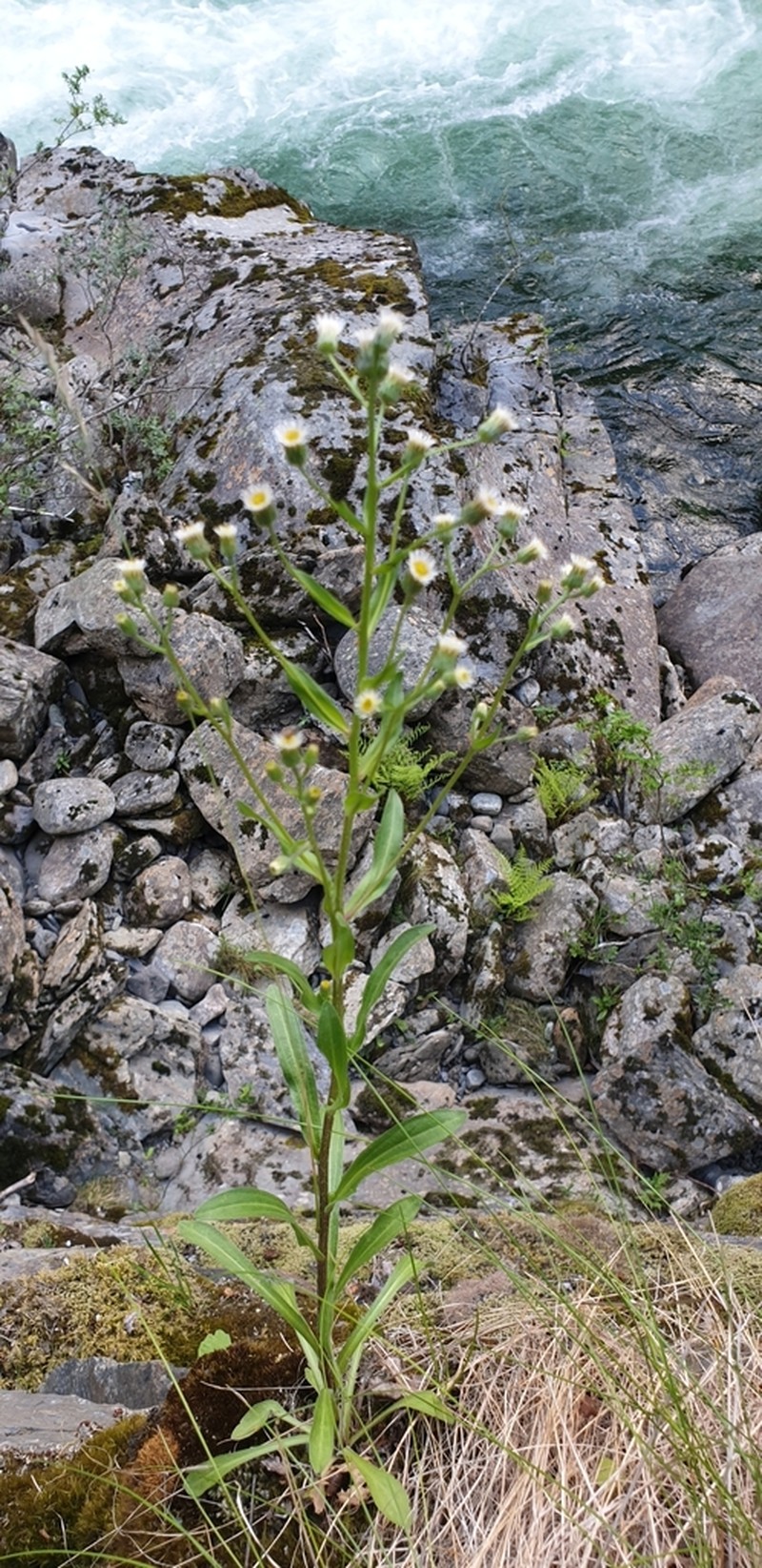 Bitter Fleabane photo 8