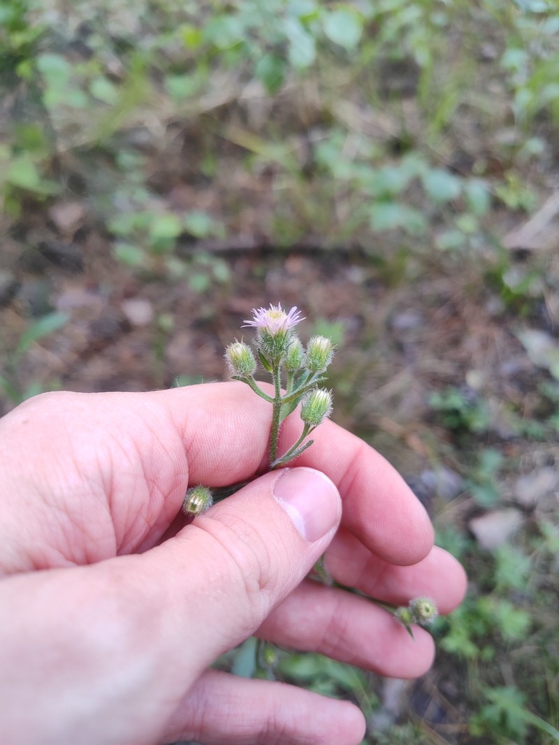 Erigeron orientalis