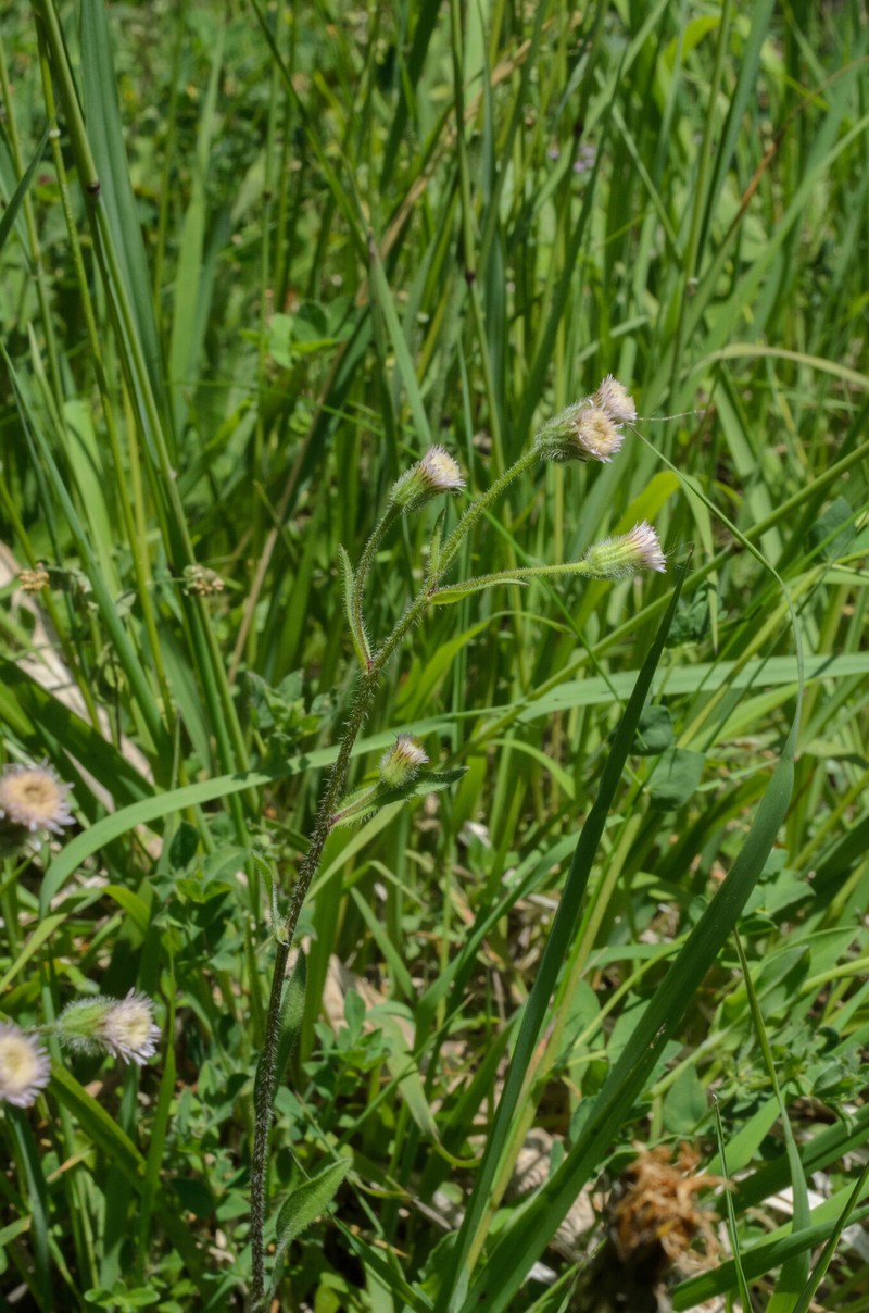 Erigeron orientalis photo 2