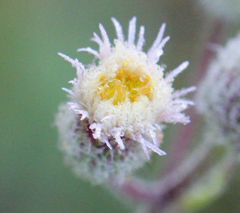 Erigeron orientalis photo 3