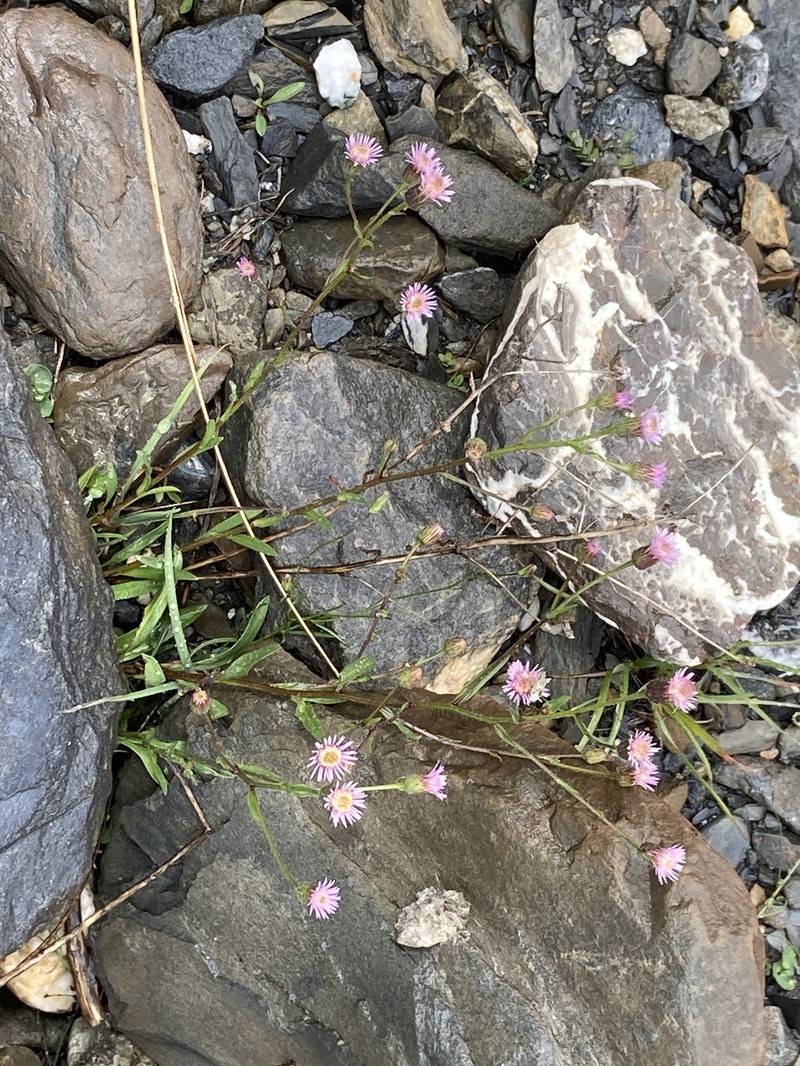 Erigeron acris subsp. angulosus