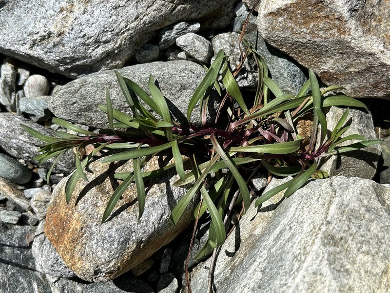 Erigeron acris subsp. angulosus photo 2