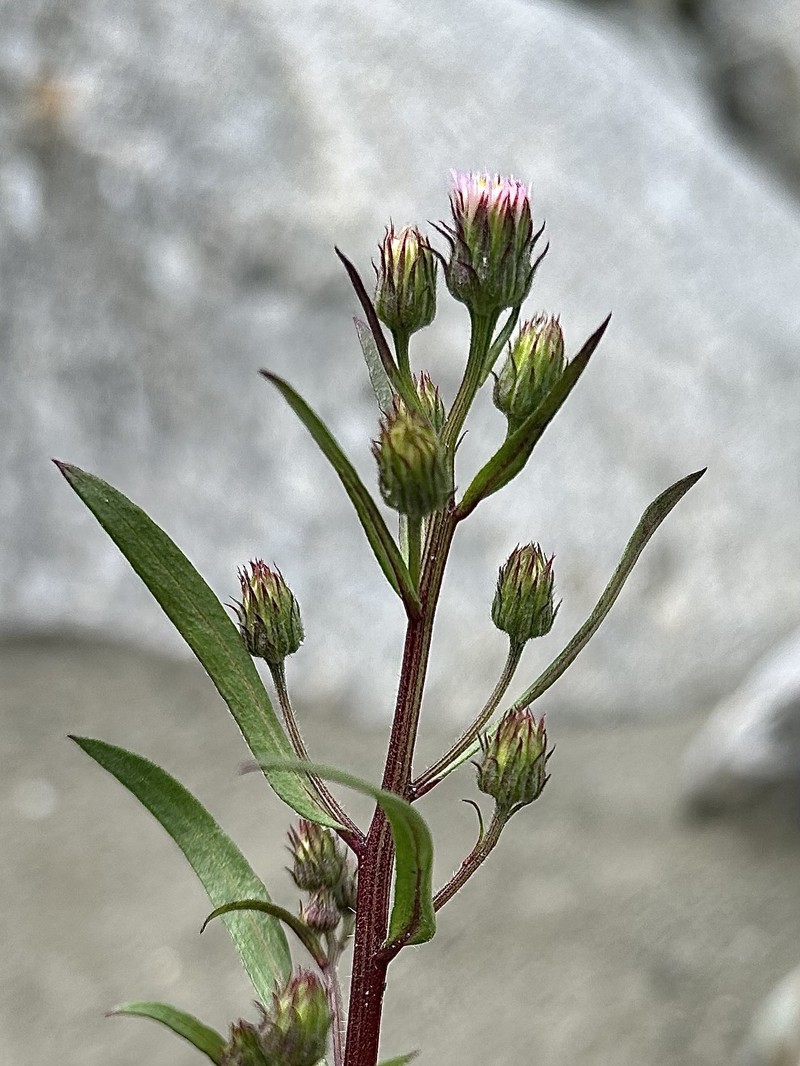 Erigeron acris subsp. angulosus photo 3