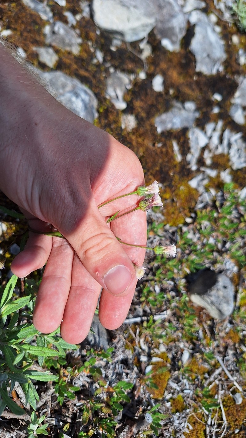 Erigeron acris subsp. angulosus photo 4