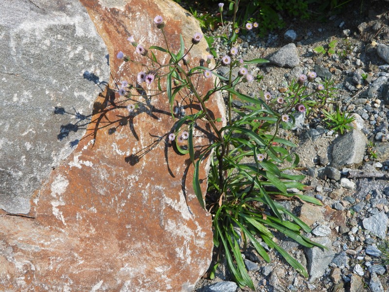 Erigeron acris subsp. angulosus photo 5