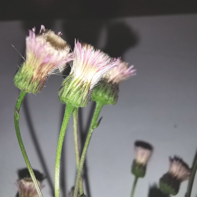Erigeron acris subsp. angulosus photo 6
