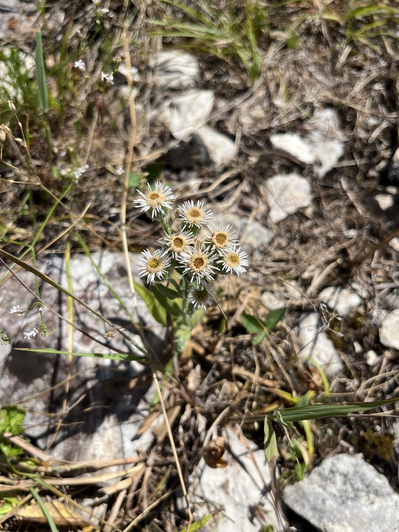 Erigeron acris subsp. botschantzevii