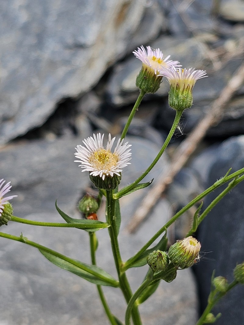 Erigeron acris subsp. botschantzevii photo 2