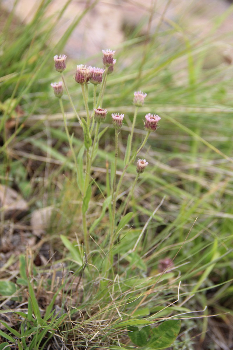 Erigeron acris subsp. botschantzevii photo 3