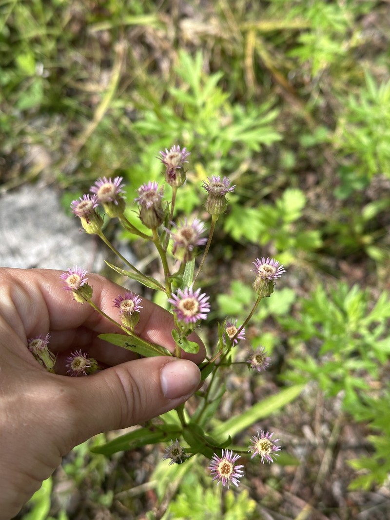 Erigeron acris subsp. kamtschaticus