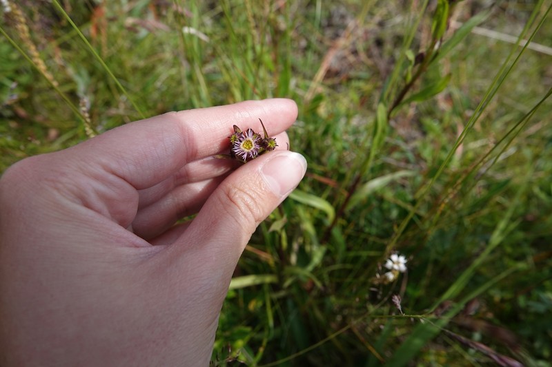 Erigeron acris subsp. kamtschaticus photo 2